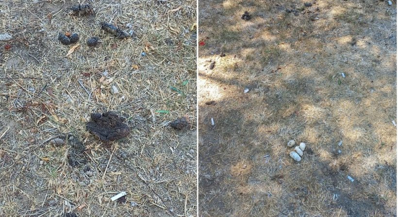 HAYVAN SEVMEK İNSANİ BİR DUYGU İKEN HAYVAN BAKMAK BİR SORUMLULUKTUR