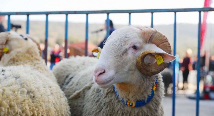 Aliağa Belediyesi'nden Üreticiye Yeni Destek: Damızlık Koyun Dağıtımında İkinci Etap Başlıyor