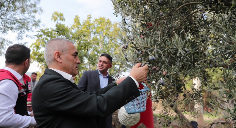 Aliağa'da Zeytinin Bereketi 4.Zeytin Hasat Şenliği'nde Kutlandı